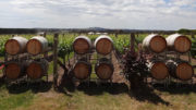 Geelong Wine