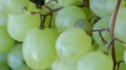 Geelong wine district - white grapes
