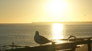 Point Lonsdale seagull