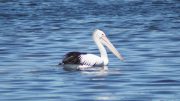 Portarlington pelican