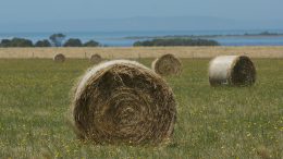 Swan Bay Bales