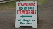 Wallington berries