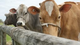 wallington cattle