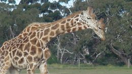 werribee giraffe
