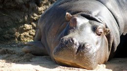 Werribee zoo